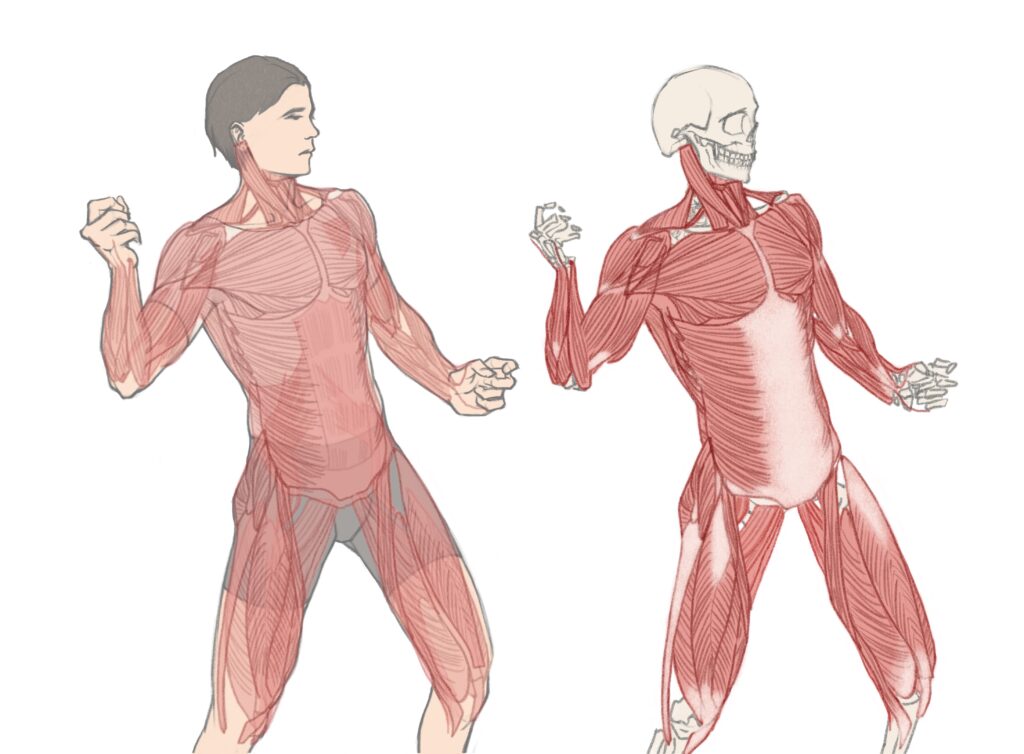 全身の骨格・筋・筋膜のバランス