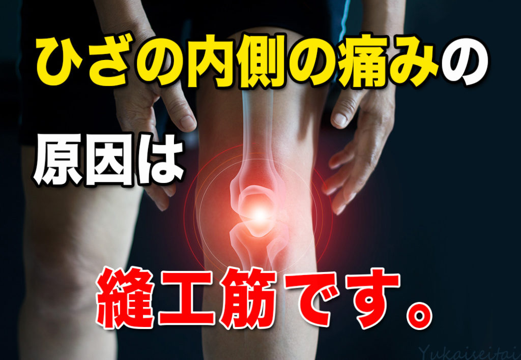 膝の内側の痛みの原因は縫工筋です。