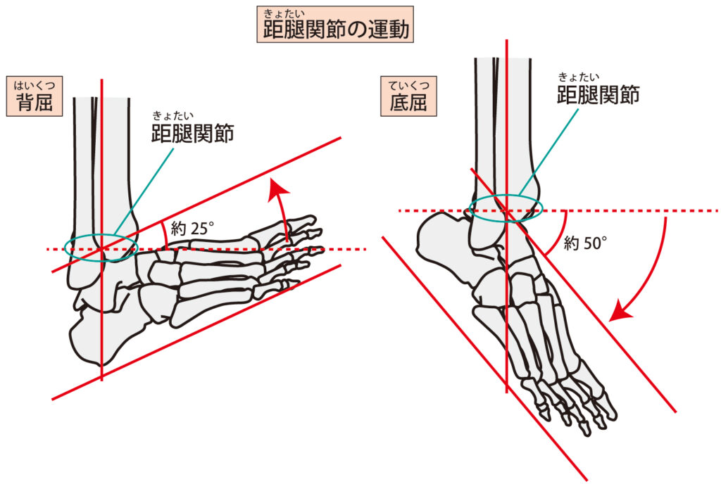距腿関節の動き